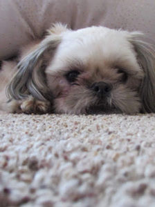 Meet your Posher, Emma